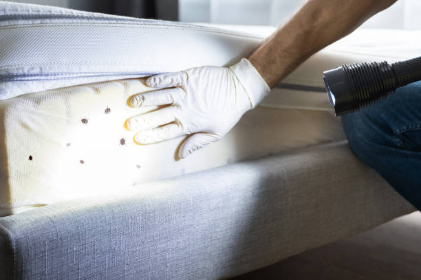 Best Local Pest Control Services  in Miamitown, OH